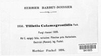 Ustilago calamagrostidis image